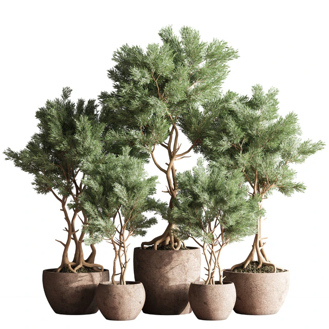 Indoor Plant Set 76 — Download