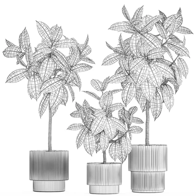 Plant collection 1432 — Ver 4