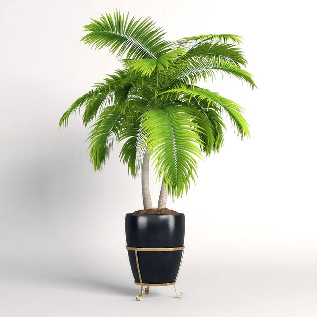 Double palm trees in a pot — Скачать