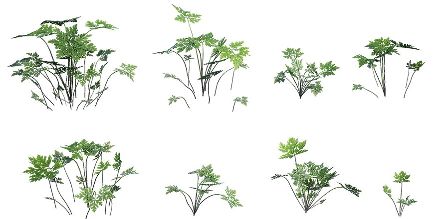 herb robert 001 — Скачать