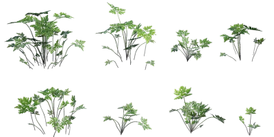 herb robert 001 — Скачать