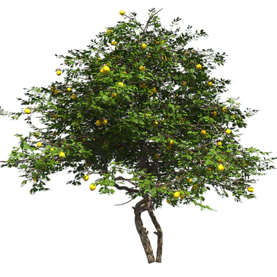 Lemon Tree with fruits and blossom — Вид 3