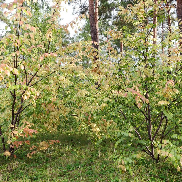 Euonymus forest — Descargar
