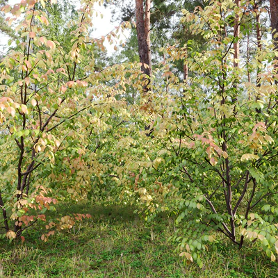 Euonymus forest — Ver 5