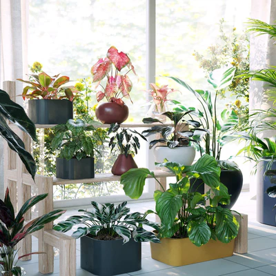 plant models vol 062 — Descargar