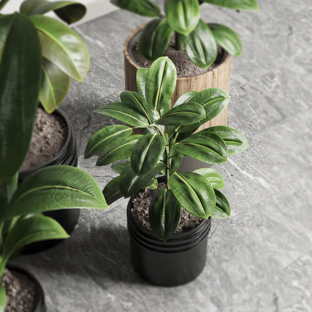 Ficus - Ficus rubbery plant 165 dirty wooden and plastic pots — Descargar