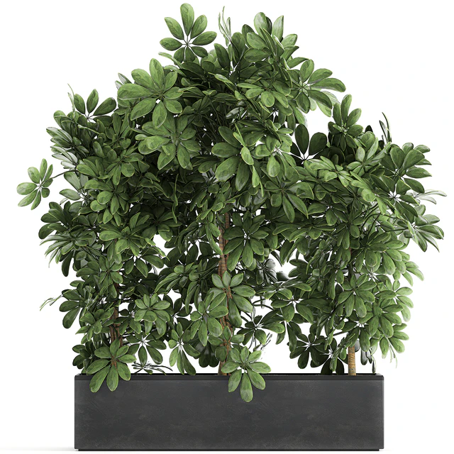 A beautiful lush shrub of an ornamental plant in a black Scheffler pot. Set 762. — Descargar
