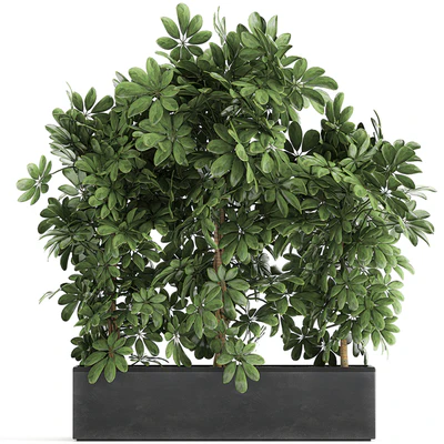 A beautiful lush shrub of an ornamental plant in a black Scheffler pot. Set 762. — Ver 1