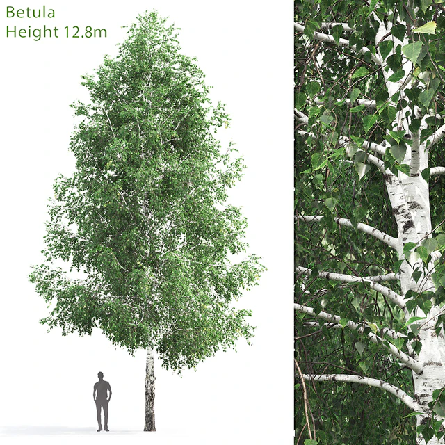 Betula # 3 (12.8m) — Descargar