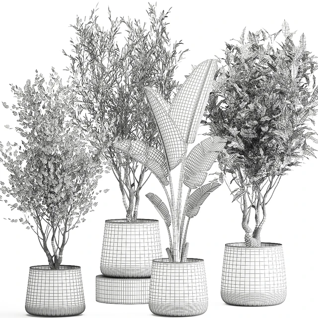 Collection of tree plants in outdoor metal rusty pots Banana palm, . Set 949. — Descargar