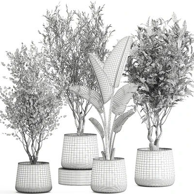Collection of tree plants in outdoor metal rusty pots Banana palm, . Set 949. — Ver 3