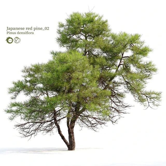 Japanese red pine 02 — Descargar