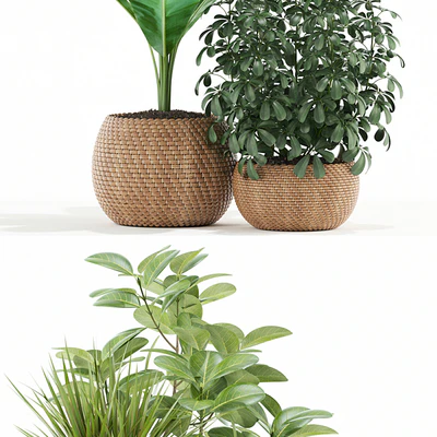Plants collection 116 — Вид 2