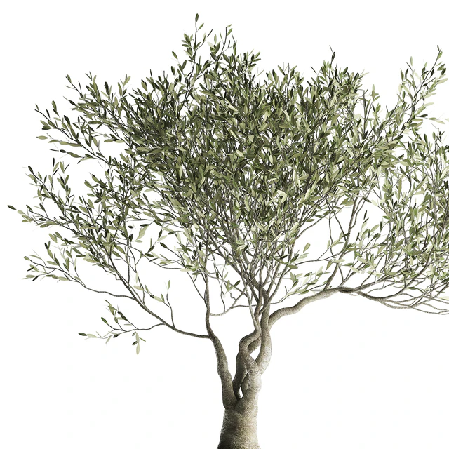A small olive tree in a rusty metal pot and flowerpot.  969. — Descargar