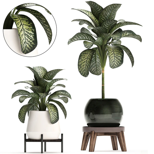 Collection of small plants in modern stylish round pots on legs with Diffenbachia, luxury. Set 452. — Descargar
