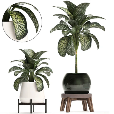 Collection of small plants in modern stylish round pots on legs with Diffenbachia, luxury. Set 452. — Ver 2