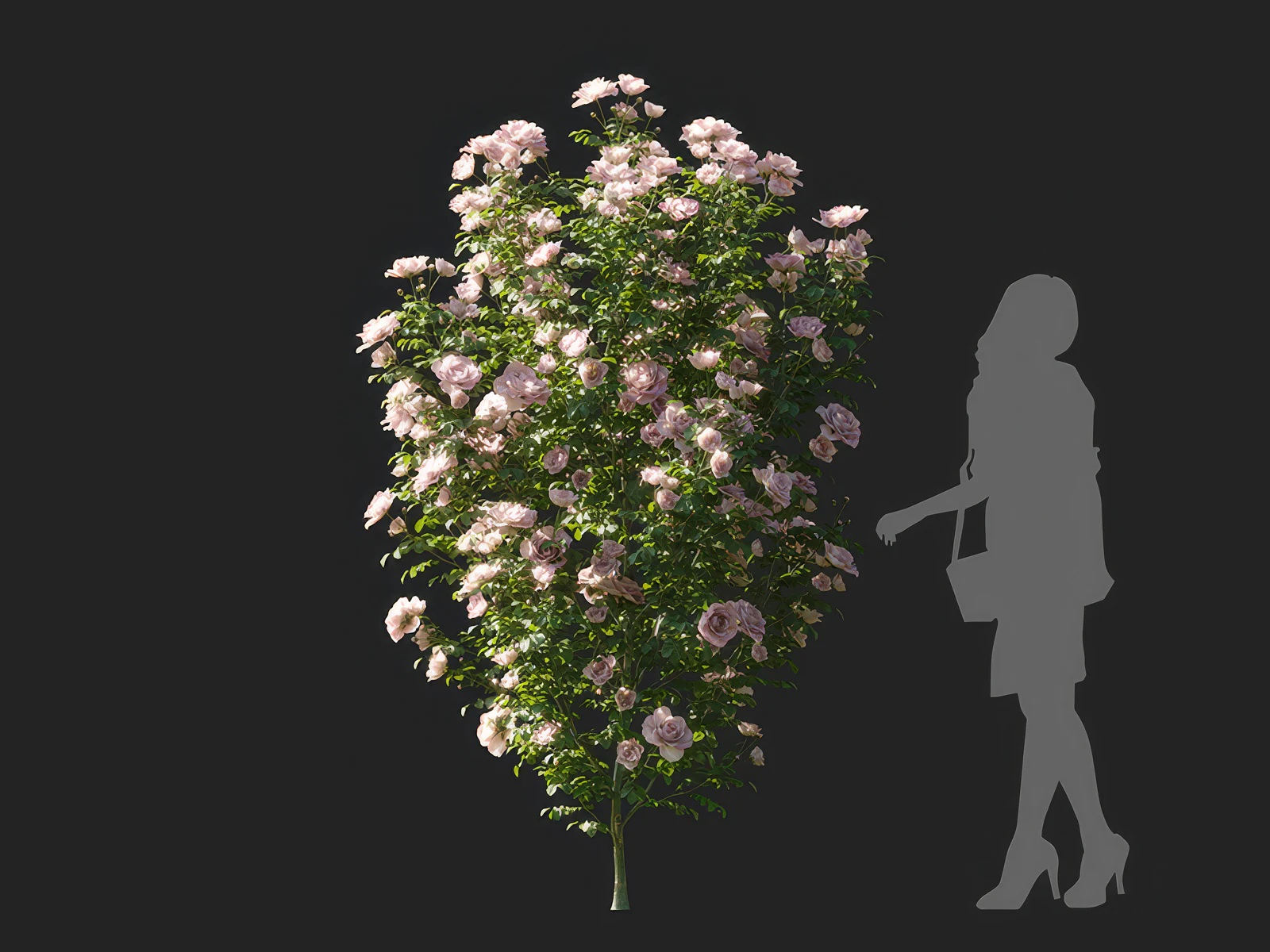 champagne rosa 001 — Descargar