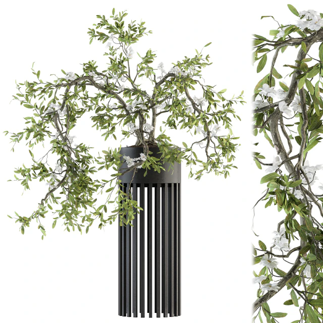 indoor Plant Set 198 - Bonsai in pot — Descargar
