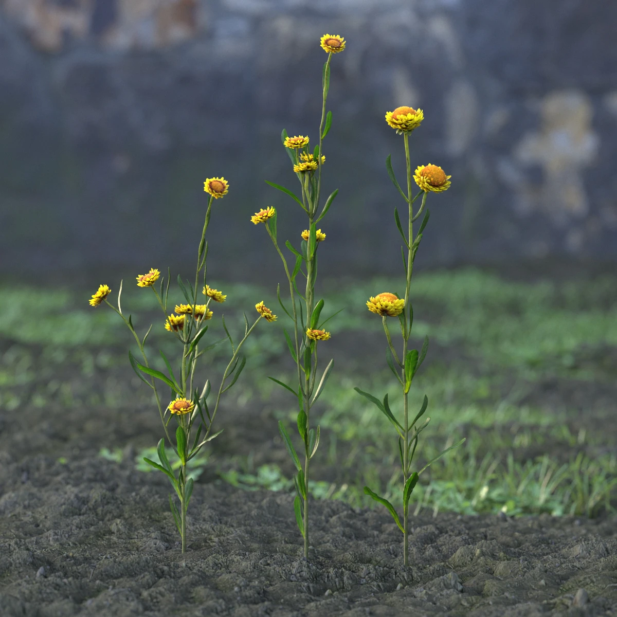 garden flowers 023 — Descargar