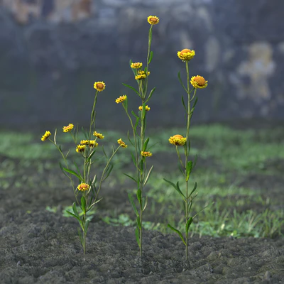 garden flowers 023 — Descargar