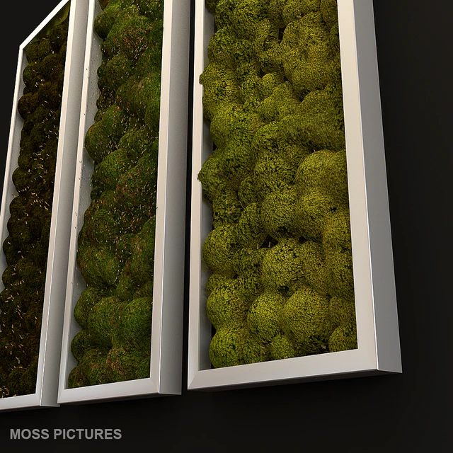 Moss pictures — Скачать