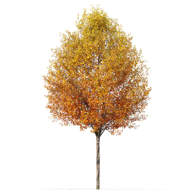 Autumn pear tree — Ver 4
