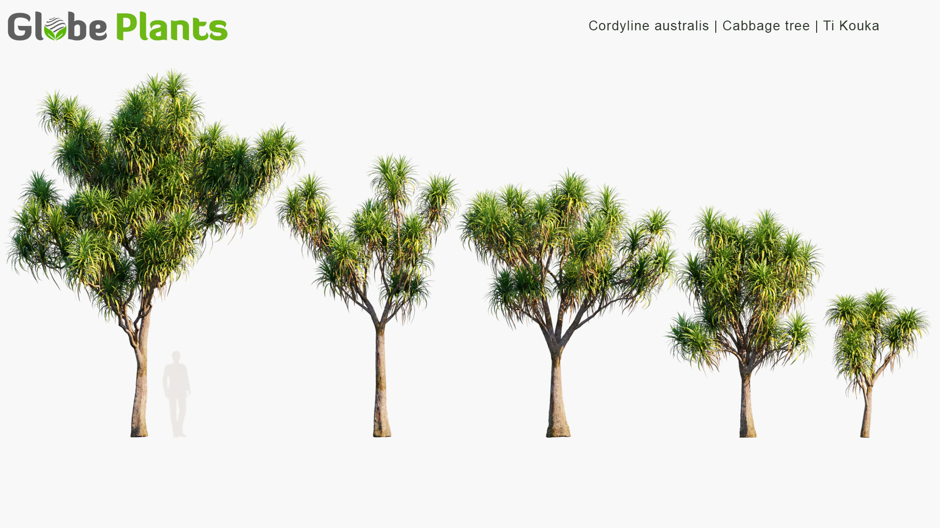 cordyline australis — Скачать