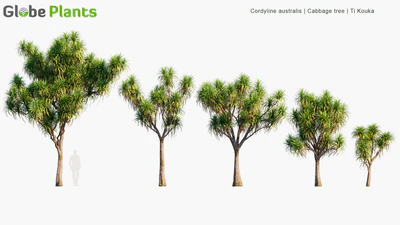 cordyline australis — скачать