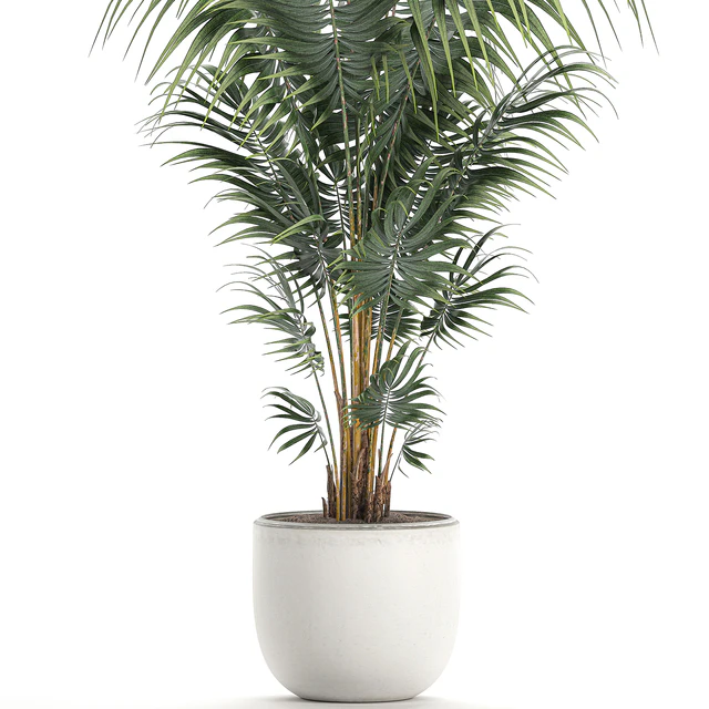 Beautiful decorative lush indoor palm tree in a white modern pot with Hovea, kentia, neanta. Set 518. — Descargar