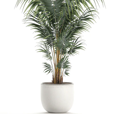 Beautiful decorative lush indoor palm tree in a white modern pot with Hovea, kentia, neanta. Set 518. — Ver 4