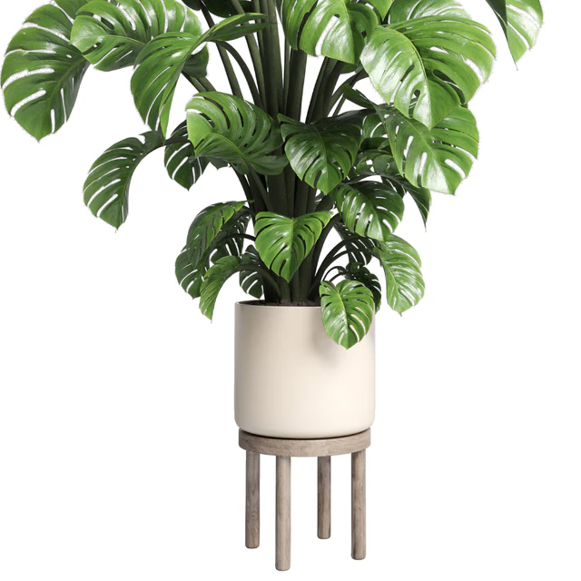 Indoor plant 89 wood vase pot plant monstera — Скачать