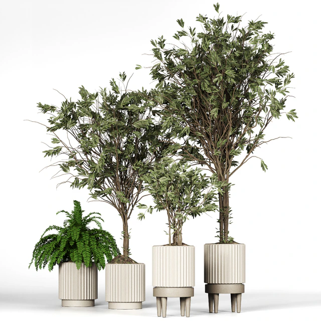 Collection plant 05 — Descargar