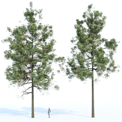 pine trees collection vol 11 — Вид 4