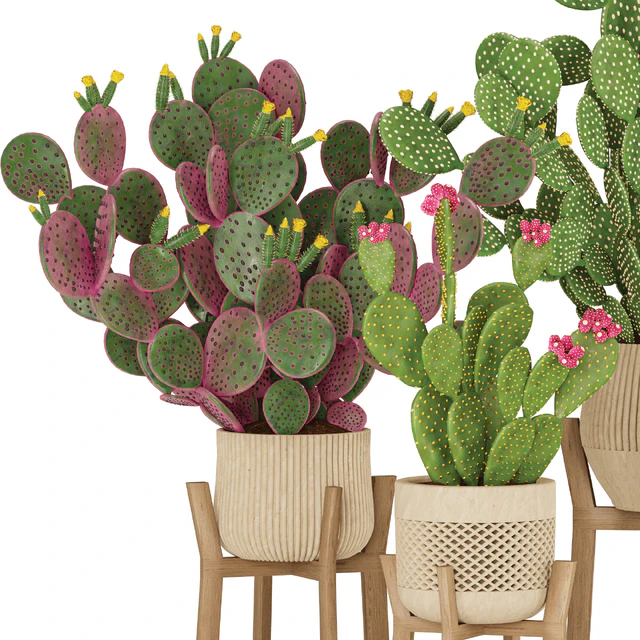 Prickly Cactus Set — Descargar