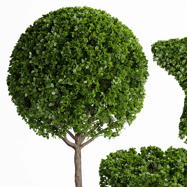 Topiary Trees 001 — Descargar