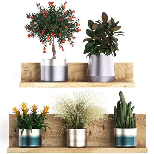 Plant Collection 409. Shelf with flowers, Pomegranate, Ficus, cactus, bromeliad, grass, indoor plants, luxury pot, eco design — Descargar