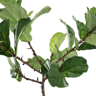 Photorealistic Ficus Lyrata pot 150cm 3D model — Ver 3