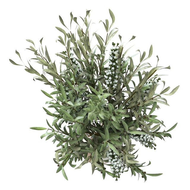 Bouquet — Descargar