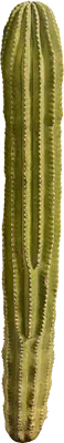 cactus 002 — Descargar