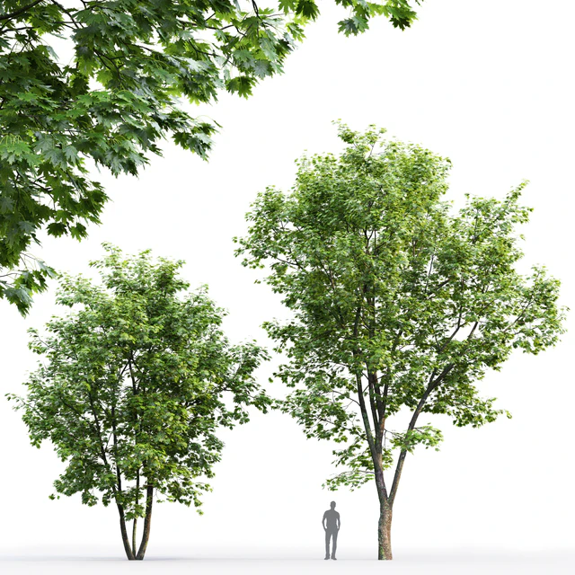 Maple — Descargar