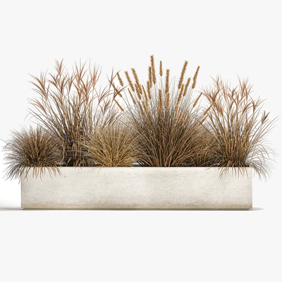 Collection of dried flower plants in a pot of Pampas grass, reeds, flowerbed, landscaping, bushes. 1072. — Ver 4