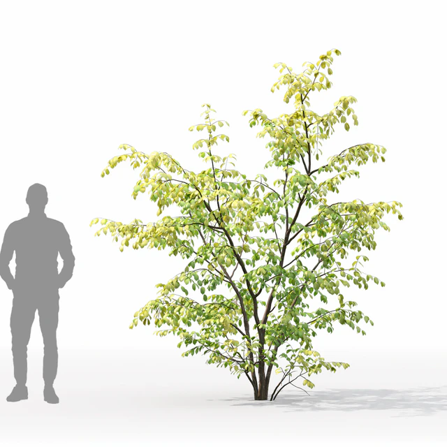 Euonymus forest — Descargar