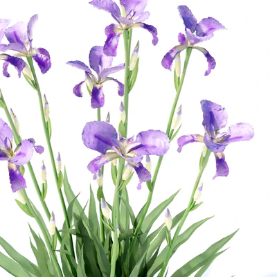 Bearded Iris Flowers | Iris germanica — Ver 3