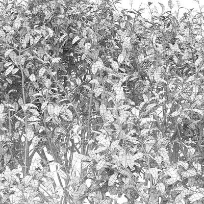 Euonymus — Вид 3