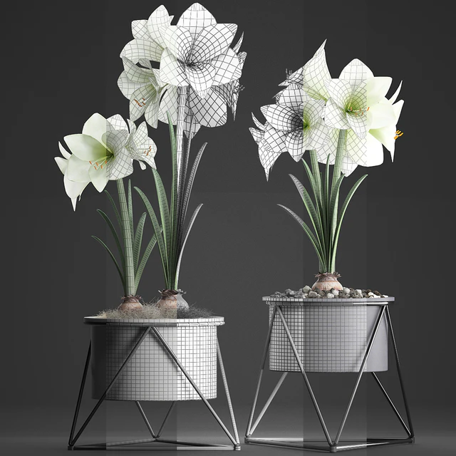 Collection of plants 310. Hippeastrum. Hippeastrum, potted flowers, indoor flowers, flowerpot, flower, pot, Scandinavian style, eco design, White flowers — Descargar