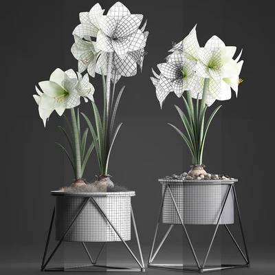 Collection of plants 310. Hippeastrum. Hippeastrum, potted flowers, indoor flowers, flowerpot, flower, pot, Scandinavian style, eco design, White flowers — Ver 3
