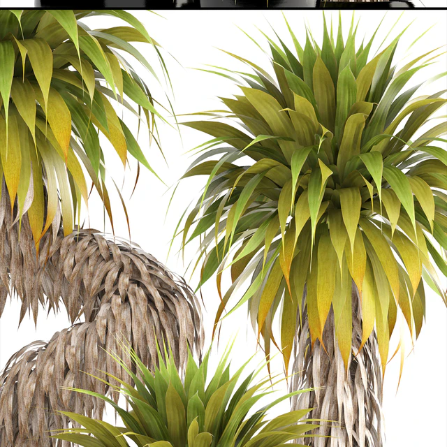 Юкка 151. Yucca Elata, куст, экзотический, тропический, растения, вазон, горшок — Скачать