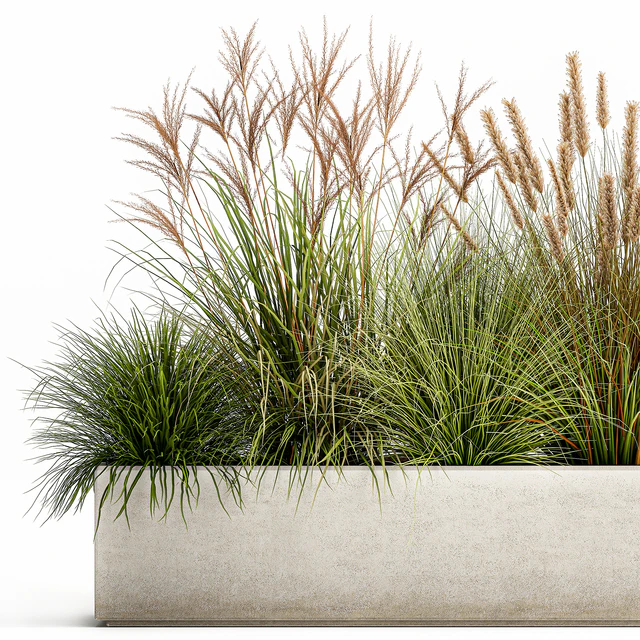 Collection of plants in a pot Pampas grass, reeds, flowerbed, landscaping, bushes. Set 1074. — Descargar