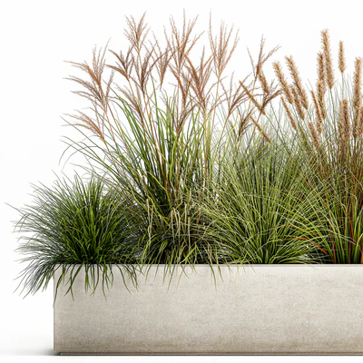 Collection of plants in a pot Pampas grass, reeds, flowerbed, landscaping, bushes. Set 1074. — Ver 4