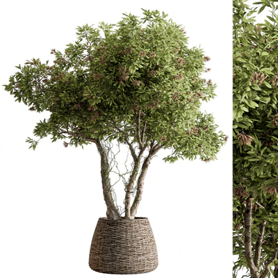 Indoor Plant 605 -Tree in Pot — Ver 1
